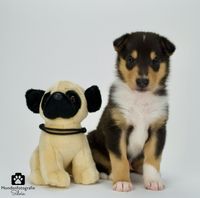 Collie pups 20-03-2021 - pup zwart